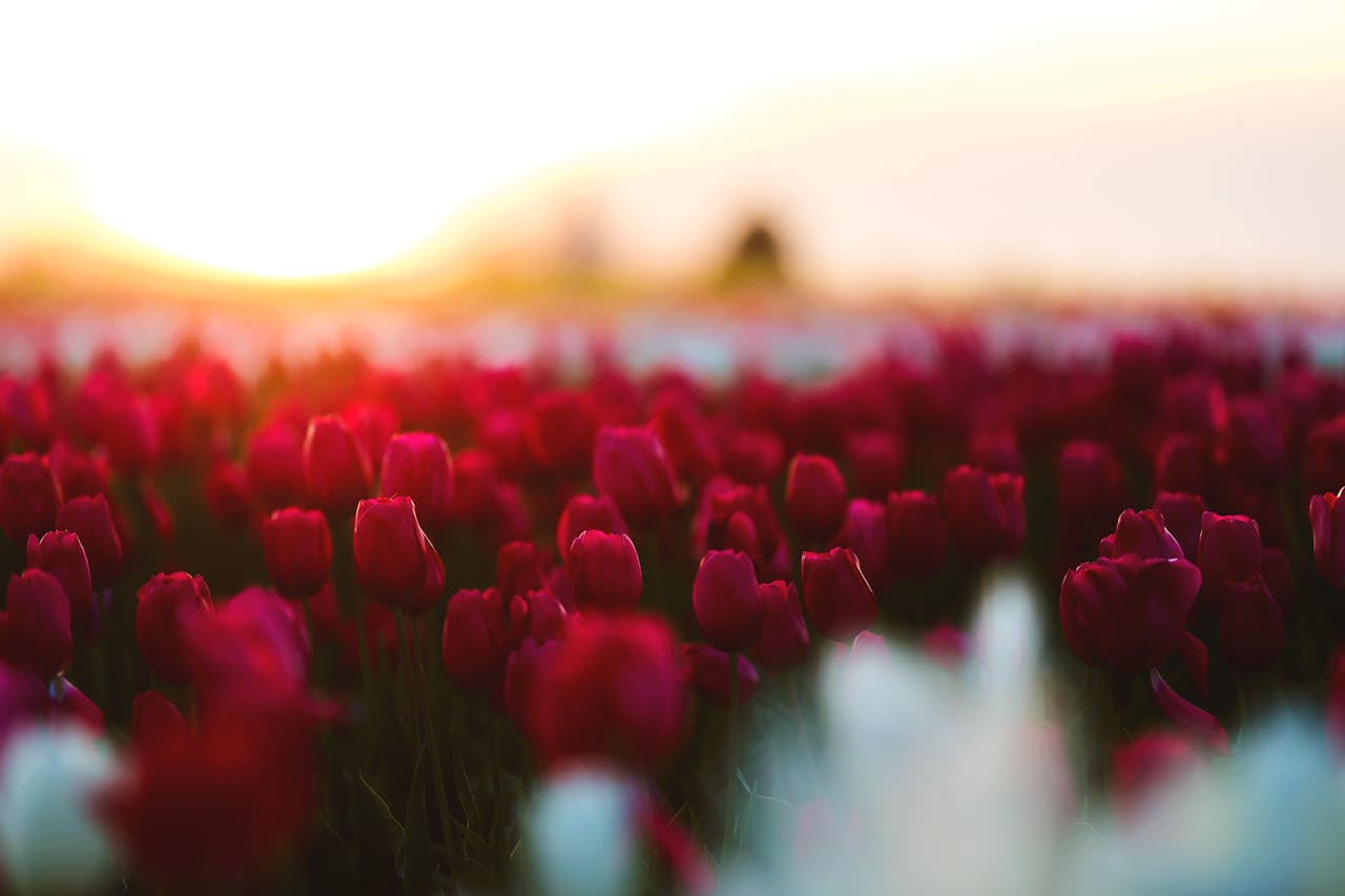 The Rise and Fall of the Tulip Mania